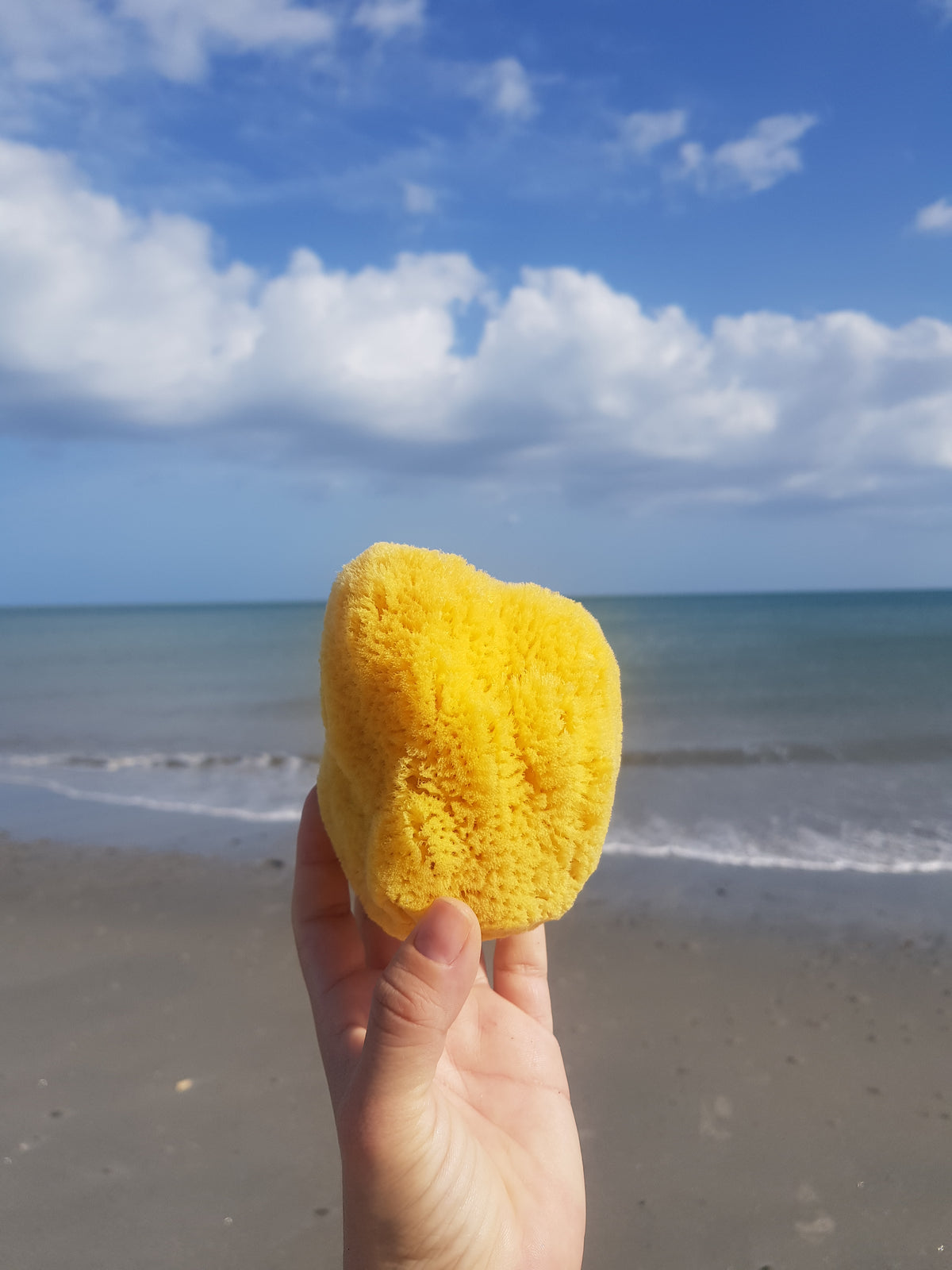Caribbean sea sponge bathing (in 3D gift box)