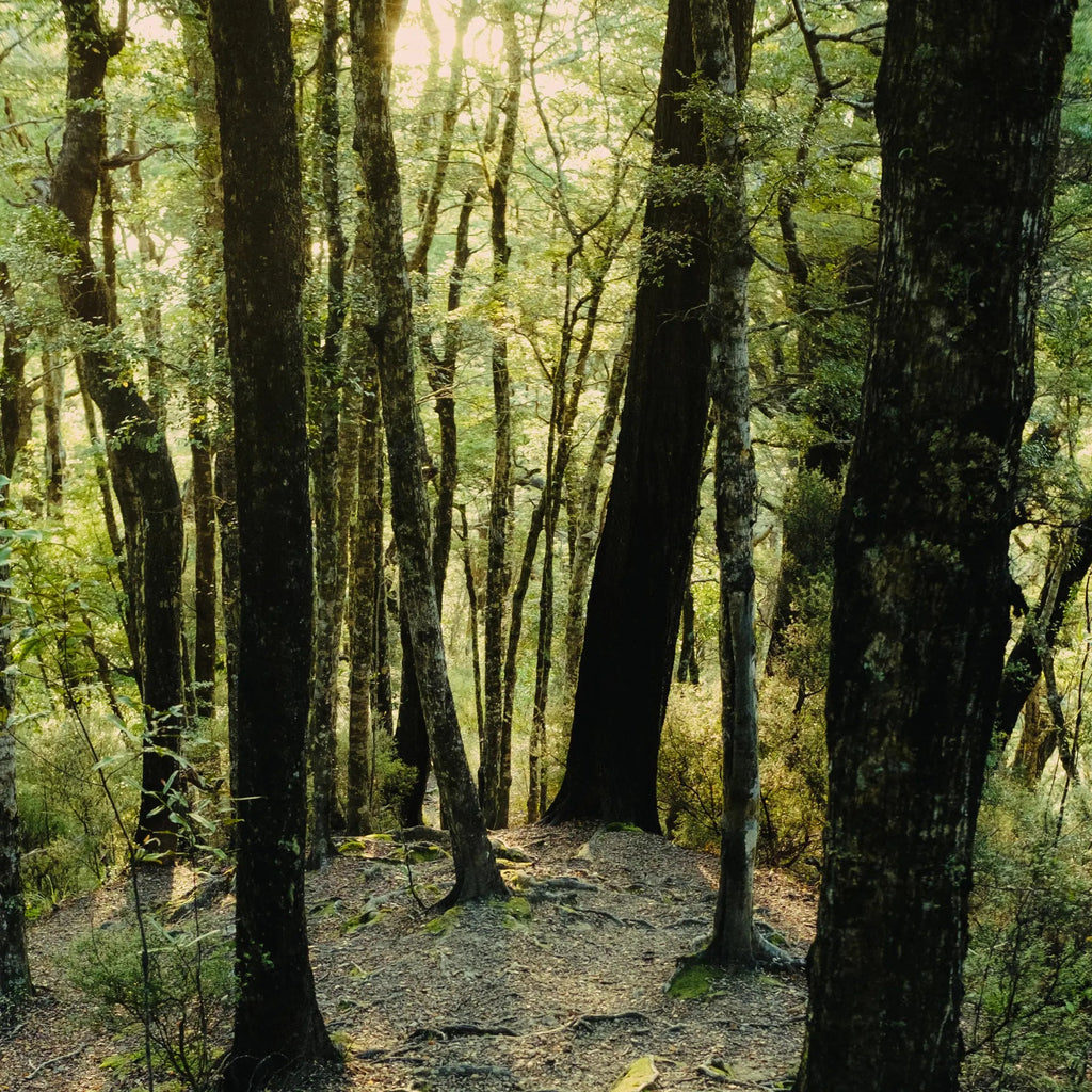 GREEN CEDAR -  Eau De Parfum