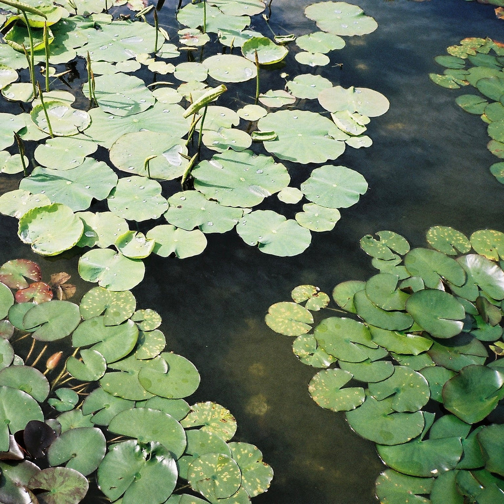 SCENE 01 - Room Spray