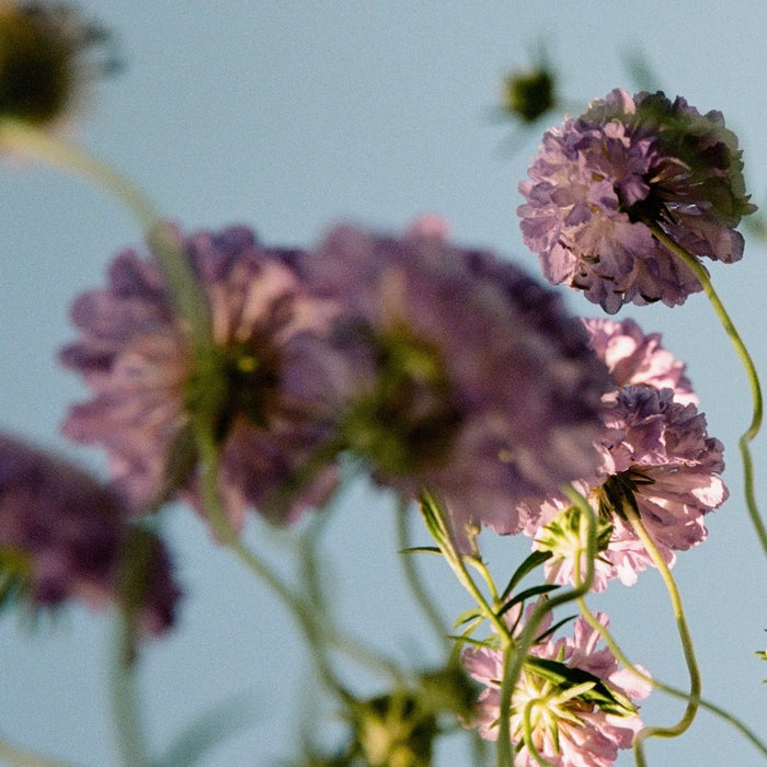 SCENE 02 - Room Spray