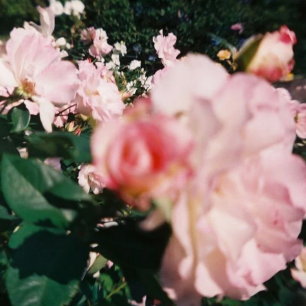 WILD ROSE BOTANICAL MIST