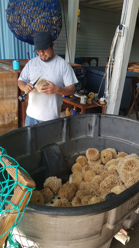 Sea Wool Sponge Medium size