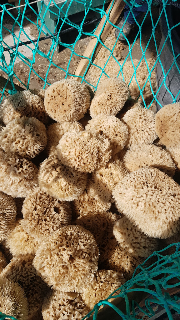 Natural Sea Sponge Variable Sizes 1 Piece – Acorns & Twigs