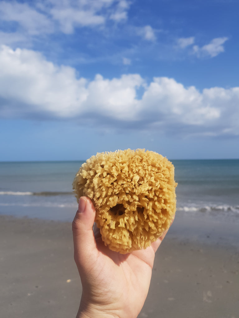 Sea Wool Sponge Medium size