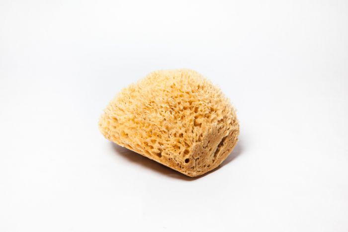 Sea Wool Sponge Medium size