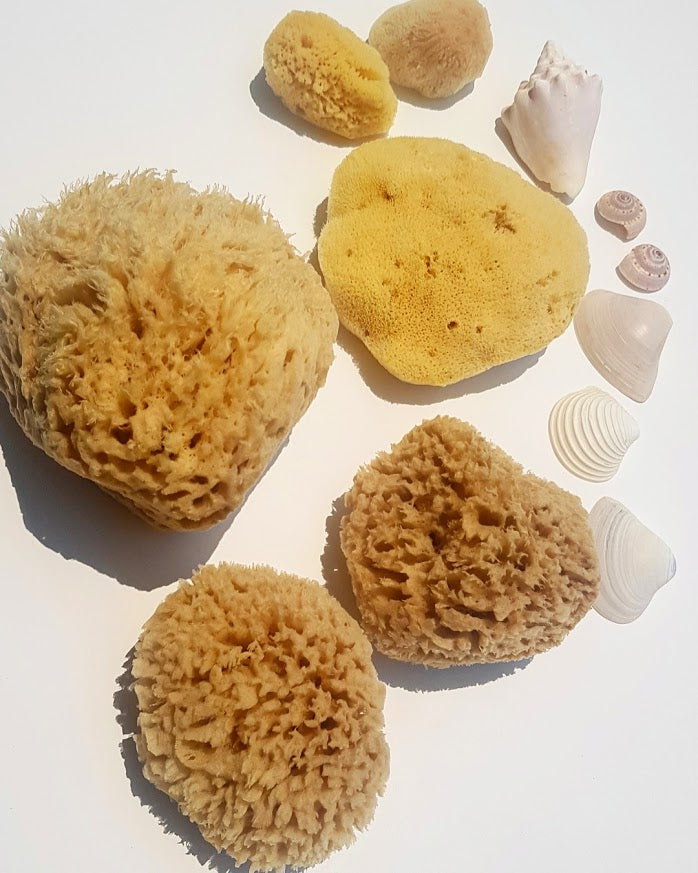 Caribbean Silk Sponges - cut