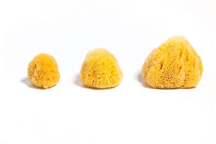 Caribbean Silk Sponges - forms